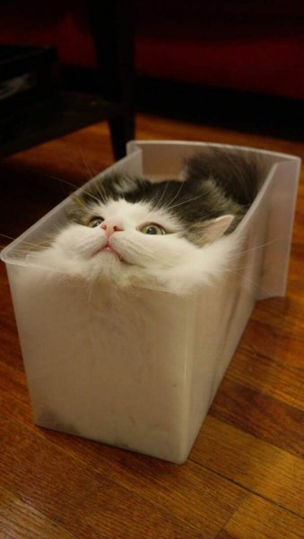 Анекдот про кота