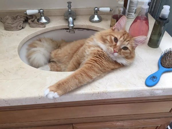 Прикольные домашние коты