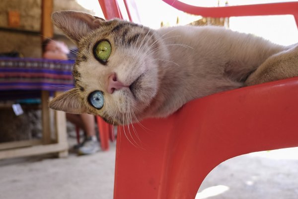 Смешные коты