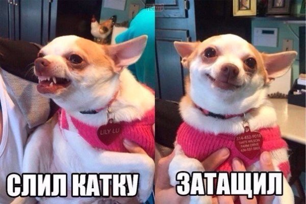 Приколы с мемчиками