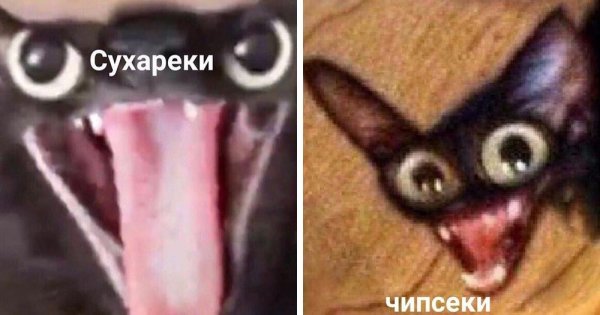 Кот сухарики