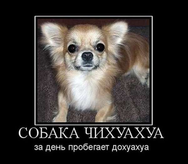 Чихуахуа приколы