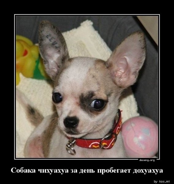 Чихуахуа приколы
