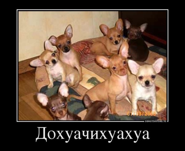 Чихуахуа приколы