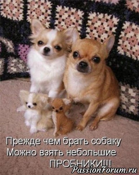 Приколы про маленьких собак