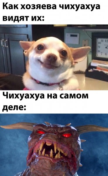 Чихуа Хуа Мем