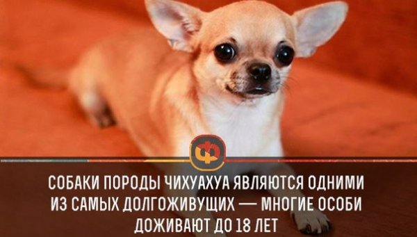 Чихуахуа приколы