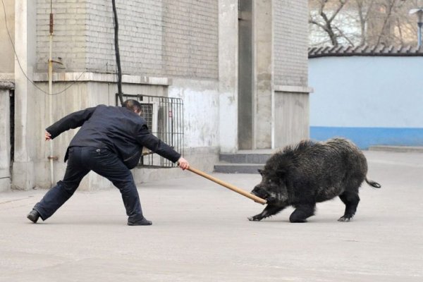 Смешной кабан