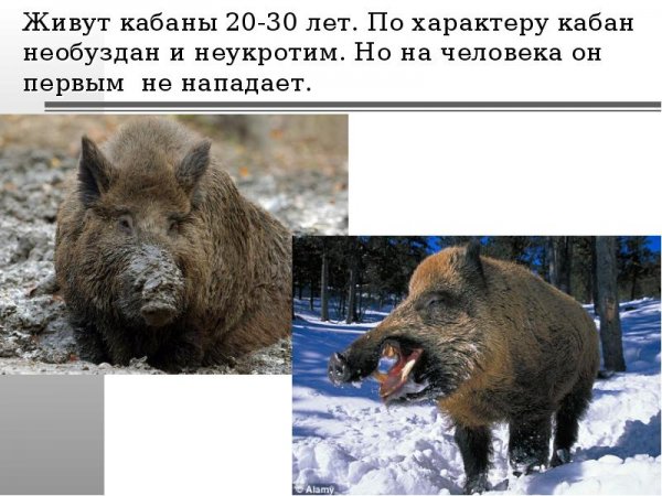 Гигантская Лесная свинья