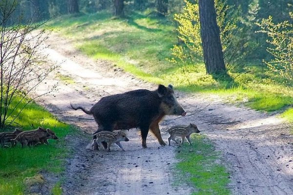 Пасеба кабан