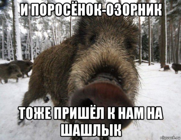 Поросята дикого кабана