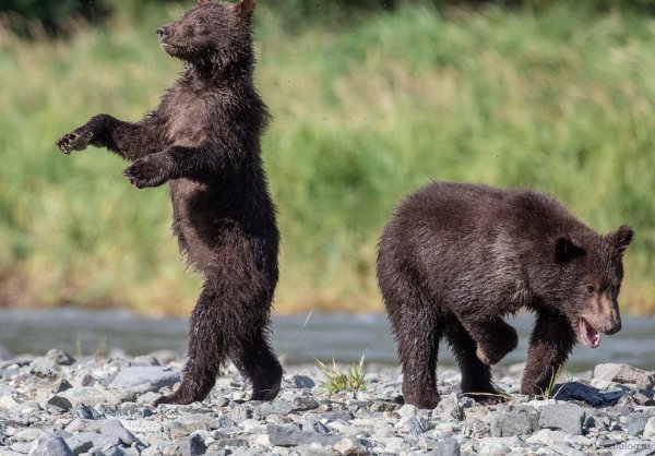 Финалисты конкурса comedy Wildlife Photography Awards: