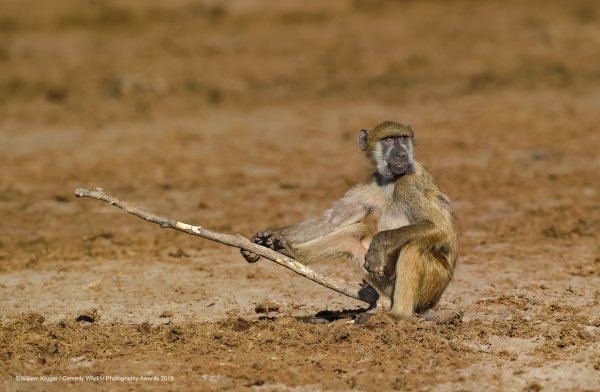 Финалисты конкурса comedy Wildlife Photography Awards: