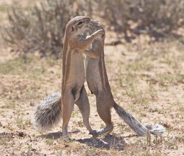 Финалисты конкурса comedy Wildlife Photography Awards 2019