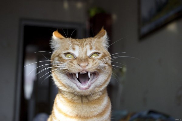 Смешные рожи котов
