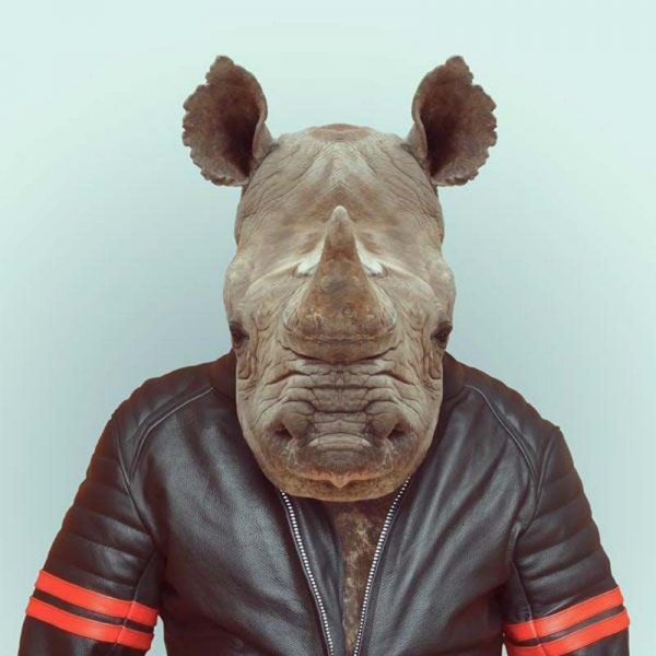 Yago partal Zoo portraits