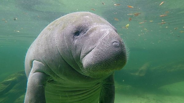 Дюгонь морская корова