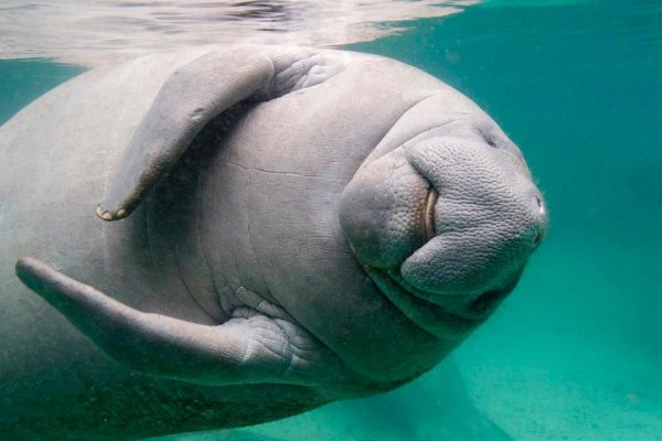 (Trichechus manatus manatus
