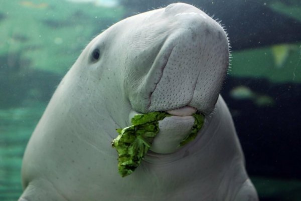 Дюгонь Ламантин морская корова