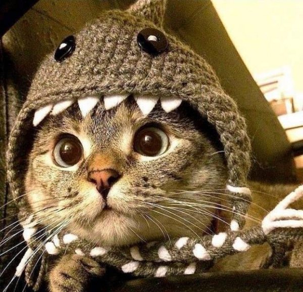 Смешные коты стим