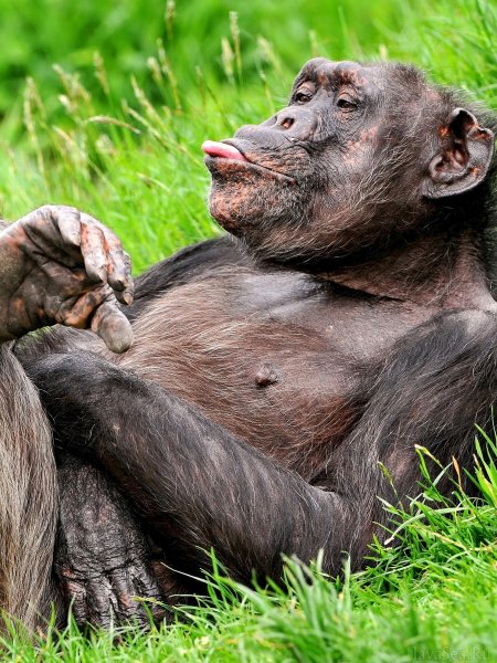 Аватарки для ватсапа