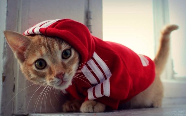Котик в адидасе