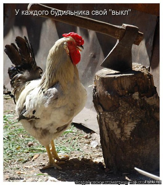 Петух прикол