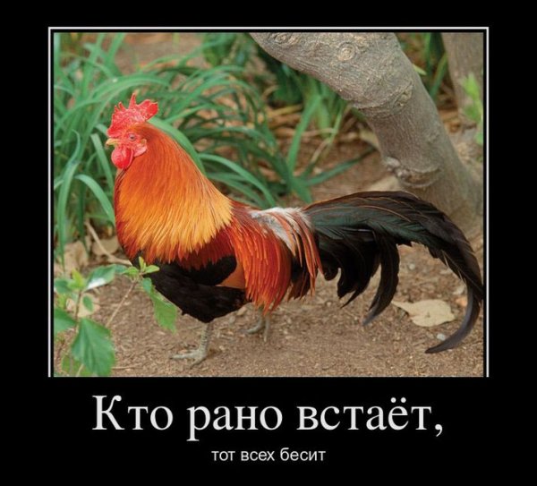 Кто рано встаёт тому приколы
