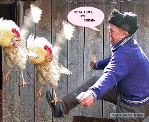 Приколы про кур