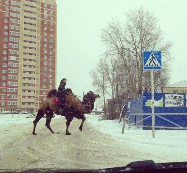 Обамы по 300