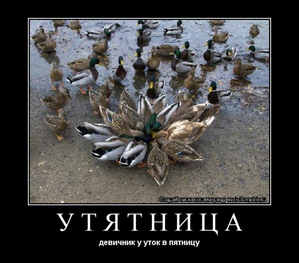 Шутки про уток