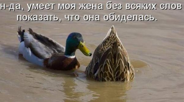 Приколы про утку