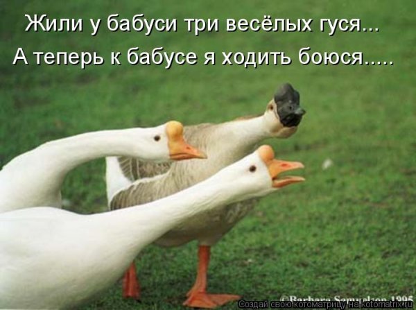 Шутки про гуся