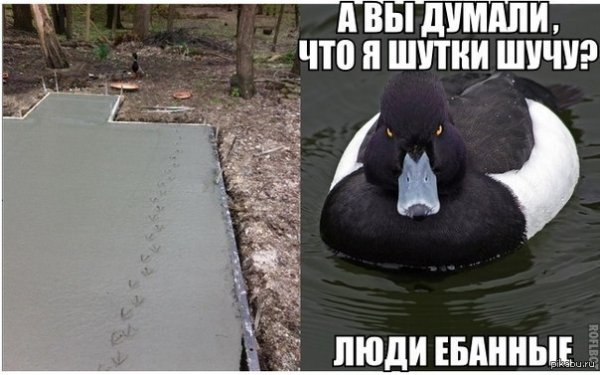 Шутки про уток