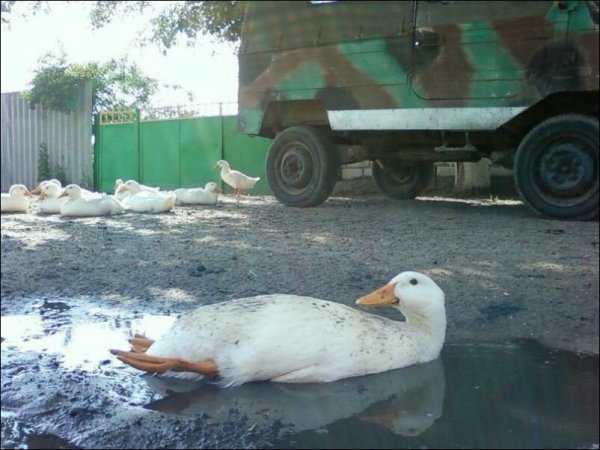 Приколы с утками