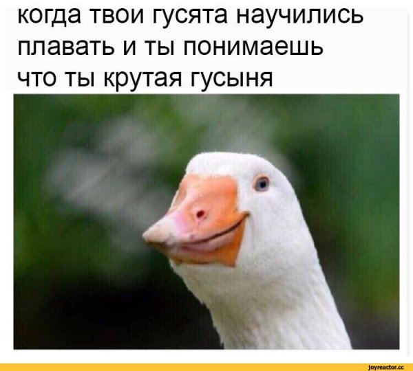 Гусь улыбается