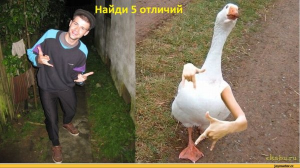 Гусь с руками