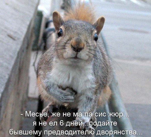 Шутки про белочку