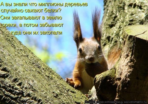Шутки про белочку