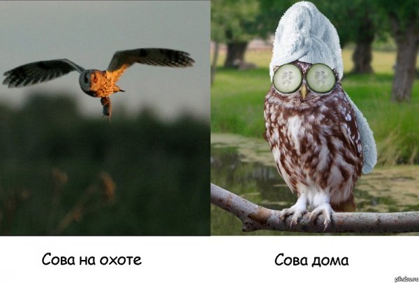 Совы приколы с надписями
