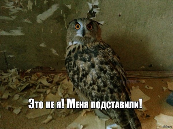 Совы приколы с надписями