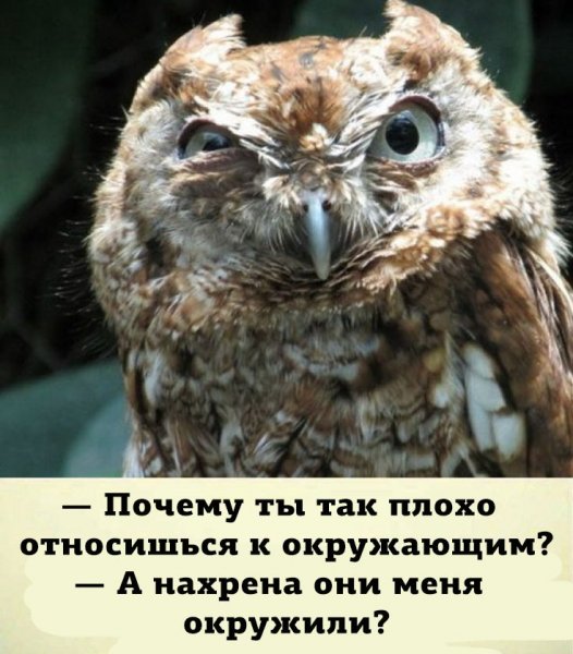 Совы приколы с надписями