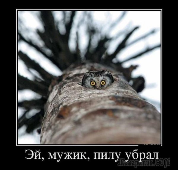Мемы с совами