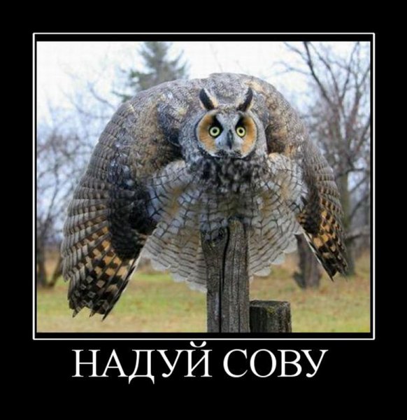 Надутая Сова