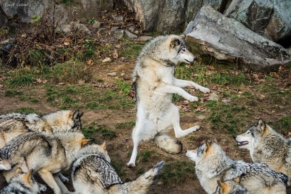 Угарные картинки про волка (48 фото)