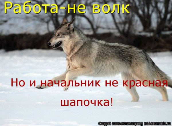 Прикольные цитаты про Волков
