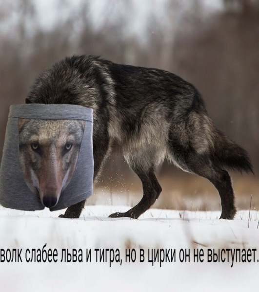 Мемы с волками