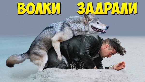 Волк прикол