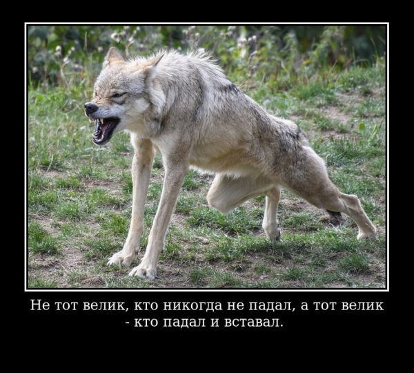 Волк Мем