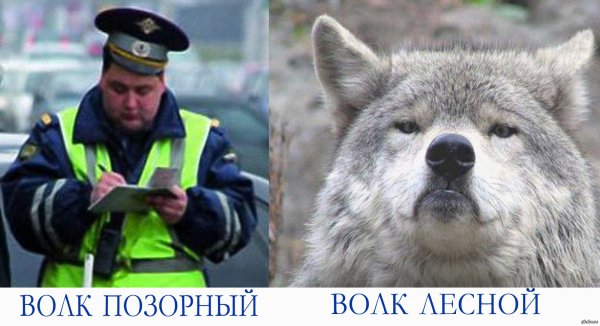 Волки позорные